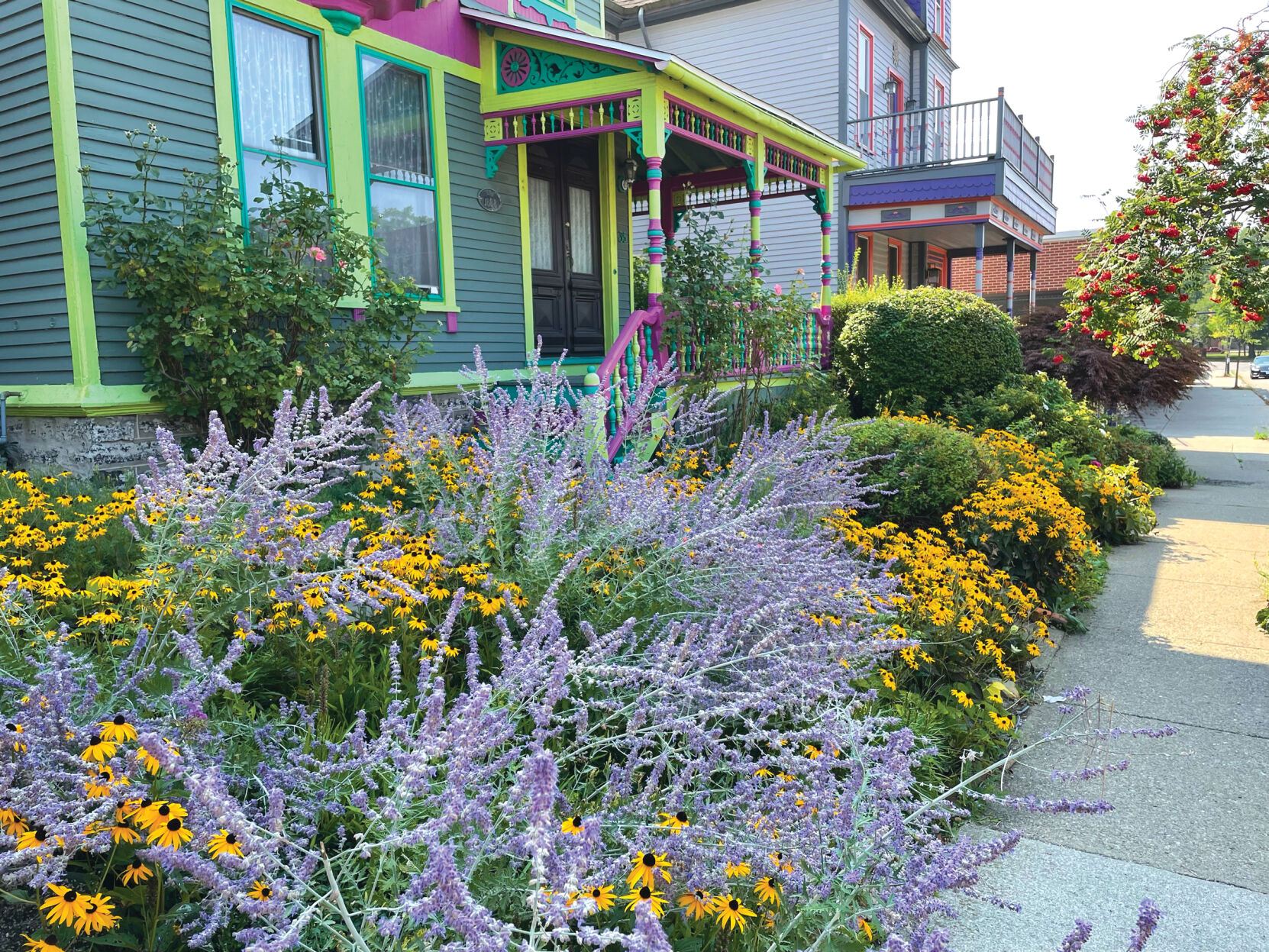 Elmwood Avenue front garden